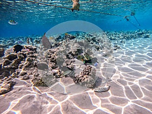 Shoal of differend kinds of the fish - sailfin tang, Longnose Parrotfish, Picasso trigger, Birdmouth wrasse