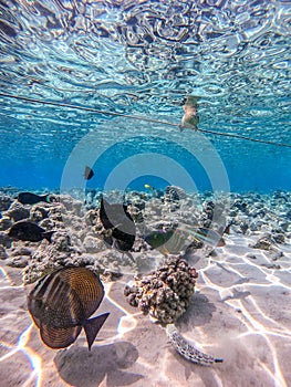 Shoal of differend kinds of the fish - sailfin tang, Longnose Parrotfish, Picasso trigger, Birdmouth wrasse