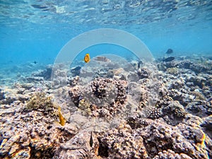 Shoal of differend kinds of the fish - sailfin tang, Longnose Parrotfish, Picasso trigger, Birdmouth wrasse