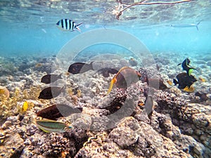Shoal of differend kinds of the fish - sailfin tang, Longnose Parrotfish, Picasso trigger, Birdmouth wrasse