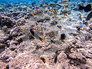 Shoal of differend kinds of the fish - sailfin tang, Longnose Parrotfish, Picasso trigger, Birdmouth wrasse