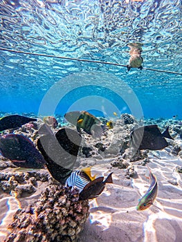 Shoal of differend kinds of the fish - sailfin tang, Longnose Parrotfish, Picasso trigger, Birdmouth wrasse