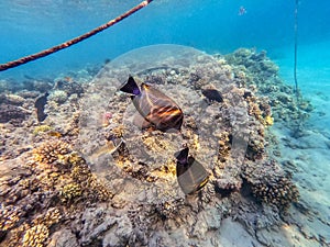 Shoal of differend kinds of the fish - sailfin tang, Longnose Parrotfish, Picasso trigger, Birdmouth wrasse