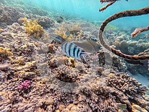 Shoal of differend kinds of the fish - sailfin tang, Longnose Parrotfish, Picasso trigger, Birdmouth wrasse