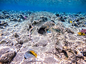 Shoal of differend kinds of the fish - sailfin tang, Longnose Parrotfish, Picasso trigger, Birdmouth wrasse