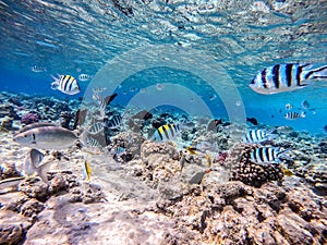 Shoal of differend kinds of the fish - sailfin tang, Longnose Parrotfish, Picasso trigger, Birdmouth wrasse