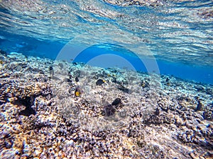 Shoal of differend kinds of the fish - sailfin tang, Longnose Parrotfish, Picasso trigger, Birdmouth wrasse