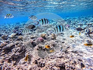 Shoal of differend kinds of the fish -  sailfin tang, Longnose Parrotfish, Picasso trigger, Birdmouth wrasse, Klunzinger`s wrasse photo