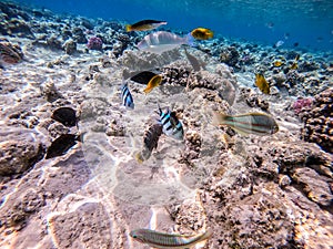 Shoal of differend kinds of the fish -  sailfin tang, Longnose Parrotfish, Picasso trigger, Birdmouth wrasse, Klunzinger`s wrasse photo