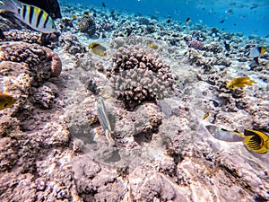 Shoal of differend kinds of the fish -  sailfin tang, Longnose Parrotfish, Picasso trigger, Birdmouth wrasse, Klunzinger`s wrasse photo