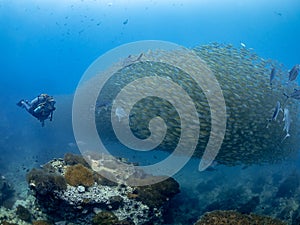 Smoothtailed Trevally. Selaroides leptolepis. Shoal Fever photo