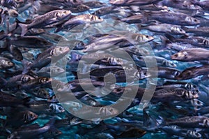 Shoal of fish