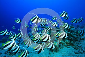 Shoal of Fish