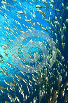 Shoal of Fish