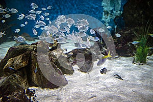 Shoal fish in the blue water