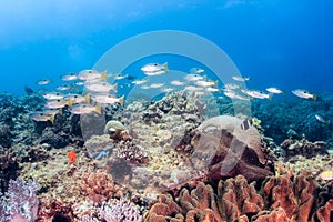 Shoal of fish on a coral reef