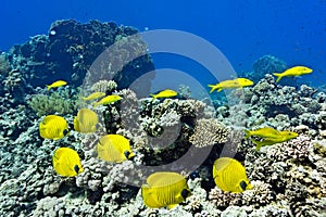 Shoal of fish on the coral reef