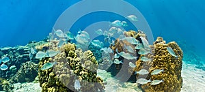 Shoal of fish on the coral reef