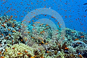 Shoal of fish on the coral reef