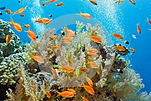 Shoal of fish on the coral reef