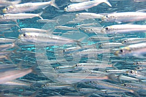 Shoal of fish