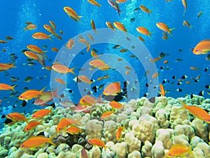 Shoal of fish on the reef