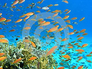 Shoal of fish on the reef