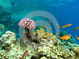 Shoal of fish on the reef