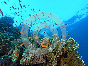 Shoal of fish on the reef