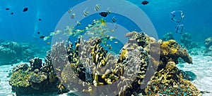 Shoal of fish on the reef-panorama