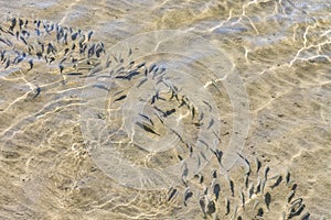 shoal of fish in shallow water. Flock of fish fry in shallow water. Nature background. The shadows of minnows swimming in shallow