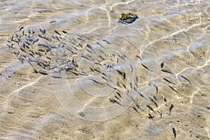 shoal of fish in shallow water. Flock of fish fry in shallow water. Nature background. The shadows of minnows swimming in shallow