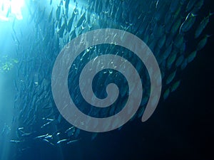 Shoal of fish in underwater sunrays