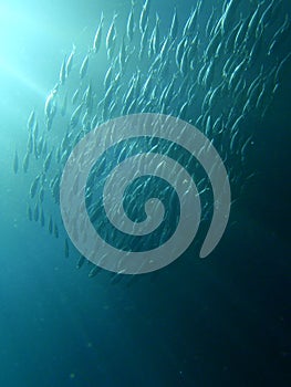 Shoal of fish in underwater sunrays photo