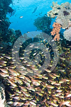 A shoal of Glass fish/Golden sweeper