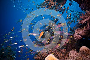 Shoal of Glassfish (Golden Sweepers) in clear blue water of the Red Sea