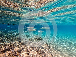 Shoal Gray Mullet fish (Mugil Cephalus) swimming at the coral reef in the Red Sea, Egypt