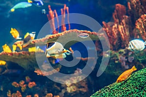 Shoal group of many red yellow tropical fishes in blue water with coral reef, colorful underwater world