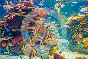 Shoal group of many red yellow tropical fishes in blue water with coral reef, colorful underwater world