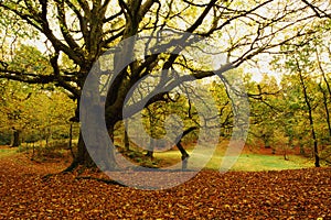 Shoal Hill, Cannock Chase forest in Autumn