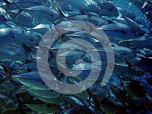 Shoal of Jack Fish