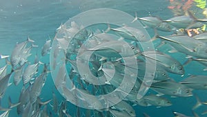 Shoal of jack fish in tulemben in Bali, Indonesia