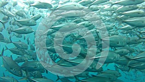 Shoal of jack fish in tulemben in Bali, Indonesia