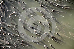 Shoal,La Albufera nature reserve, El Palmar, Valencia, Comunidad Valenciana, Spain photo