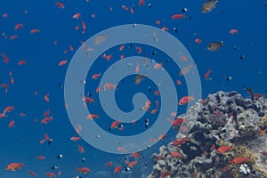 Shoal of Lyretail Anthias, Arabian Chromis, and Half-and-Half Chromis in Red Sea