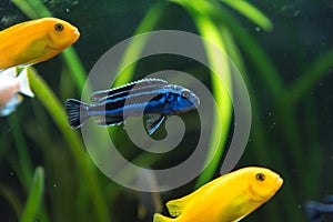 Shoal of malawi perch fish in aquarium