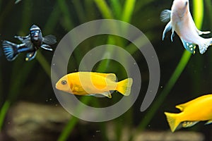 Shoal of malawi perch fish in aquarium