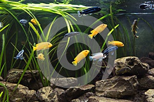 Shoal of malawi perch fish in aquarium