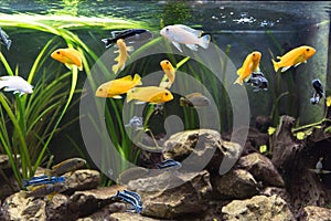 Shoal of malawi perch fish in aquarium
