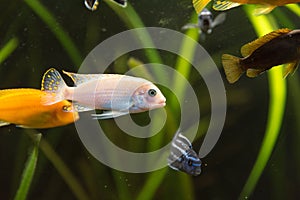 Shoal of malawi perch fish in aquarium